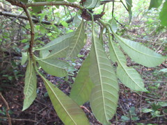 Tabernaemontana alba