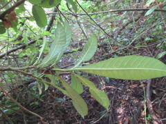 Tabernaemontana alba