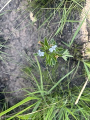 Dyschoriste setigera