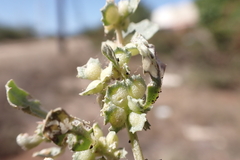Atriplex muelleri