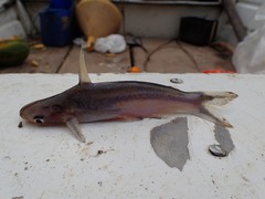 Siluriformes