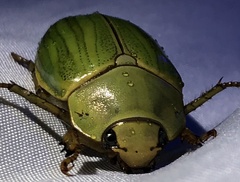 Pelidnota prasina