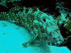 Epinephelus spilotoceps