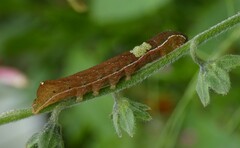 Neumichtis nigerrima