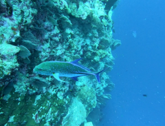 Caranx melampygus
