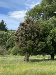 Kunzea serotina