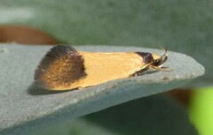 Merocroca automima