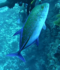 Caranx melampygus