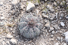 Echinocactus horizonthalonius