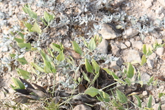 Acleisanthes longiflora