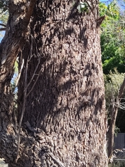 Eucalyptus gomphocephala