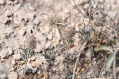 Dalea wrightii