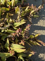 Atriplex prostrata