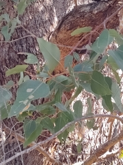 Eucalyptus gomphocephala
