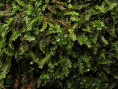 Saccogyna viticulosa