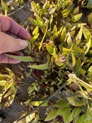 Atriplex prostrata