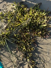 Atriplex prostrata