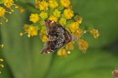 Prochoreutis inflatella
