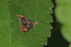Prochoreutis inflatella