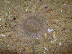 Harenactis attenuata