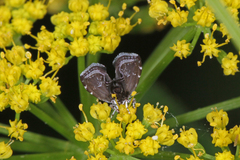Prochoreutis inflatella