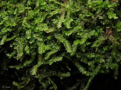 Saccogyna viticulosa