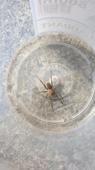 Portacosa cinerea