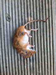 Apodemus flavicollis