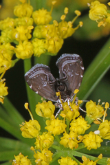Prochoreutis inflatella