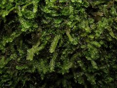 Saccogyna viticulosa