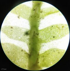 Saccogyna viticulosa