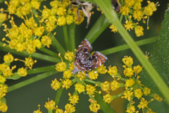Prochoreutis inflatella