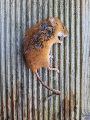 Apodemus flavicollis