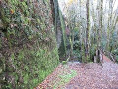 Saccogyna viticulosa