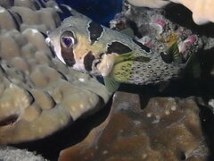 Diodon liturosus