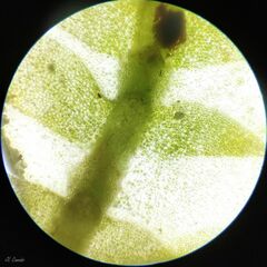 Saccogyna viticulosa