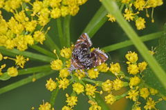 Prochoreutis inflatella