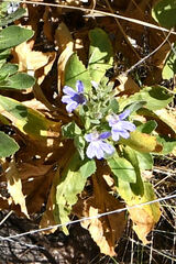 Scaevola crassifolia