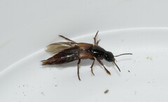 Quedius nemoralis