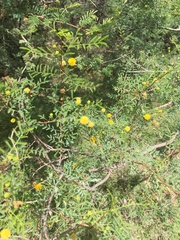 Vachellia