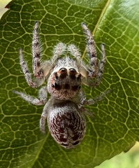 Opisthoncus quadratarius