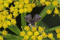 Prochoreutis inflatella
