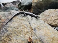 Cryptoblepharus novocaledonicus