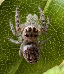 Opisthoncus quadratarius