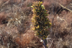 Kalanchoe thyrsiflora
