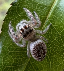 Opisthoncus quadratarius