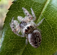 Opisthoncus quadratarius