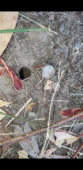 Portacosa cinerea