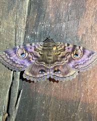 Speiredonia spectans
