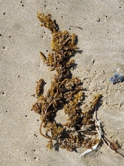 Sargassum sinclairii